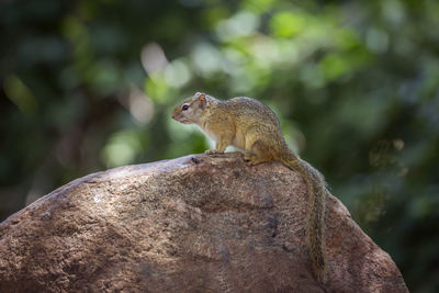Side view of squirrel sitting on rock