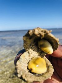 Close-up of hand holding shell by sea against clear sky