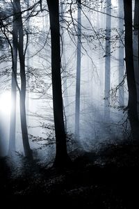 Sunlight streaming through trees in forest