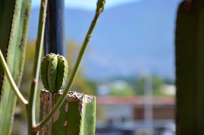 Close-up of cactus plant