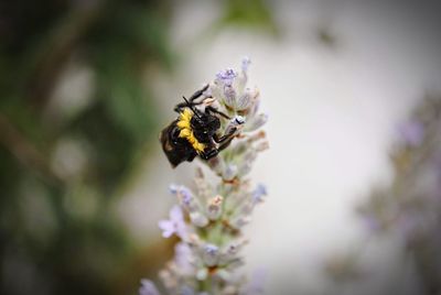 Close-up of bee pollinating on lavender