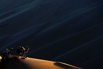 Camels on desert