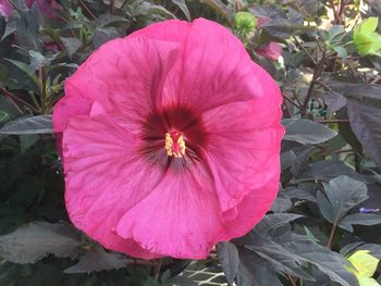 Close-up of pink hibiscus blooming outdoors