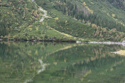 Scenic view of lake by trees in forest