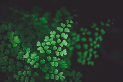 Plants growing at night
