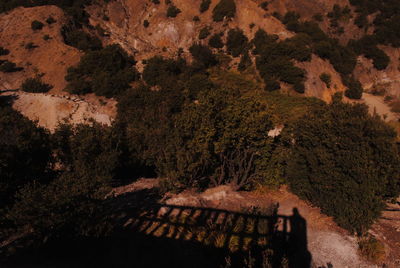 High angle view of trees in forest