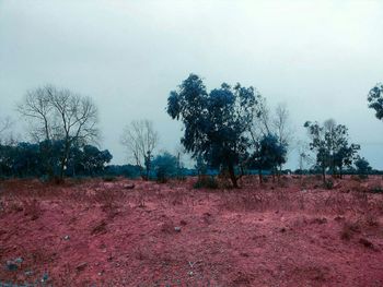 Trees on field against sky