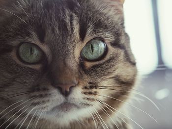 Close-up portrait of cat