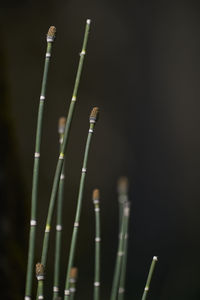 Close-up of bamboo plant against black background