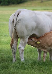 Cow grazing in field