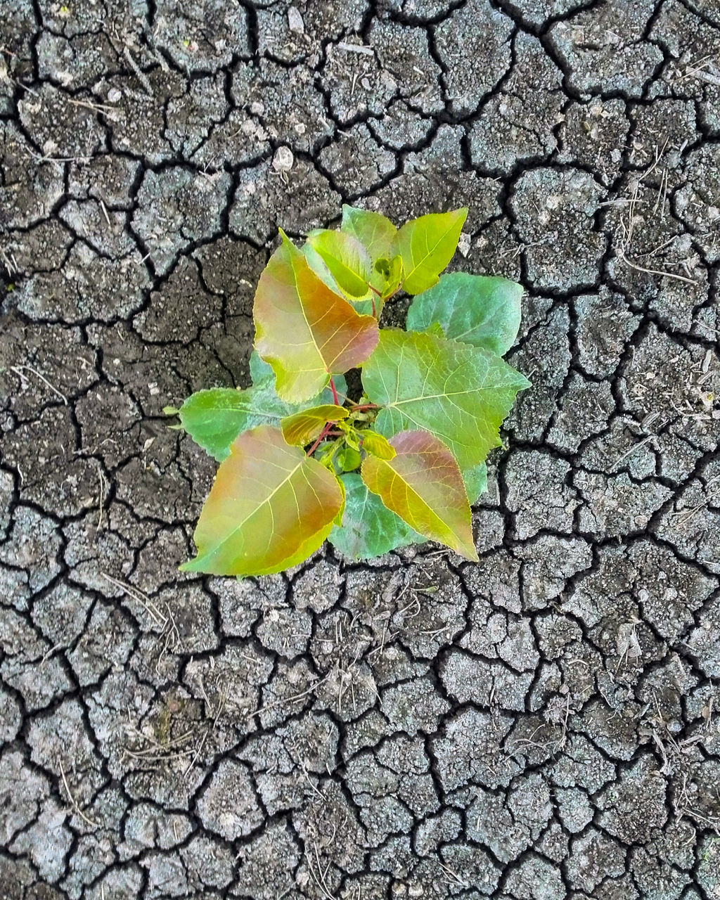 soil, leaf, plant part, nature, dry, cracked, no people, day, high angle view, yellow, plant, textured, outdoors, close-up, beauty in nature, pattern, fragility, directly above, leaf vein, branch, flower, green, tree, autumn, growth, drought, field, road, street, land, road surface