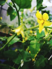 Close-up of yellow flowers