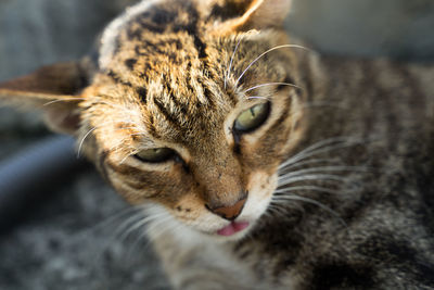 Close-up of a cat looking away