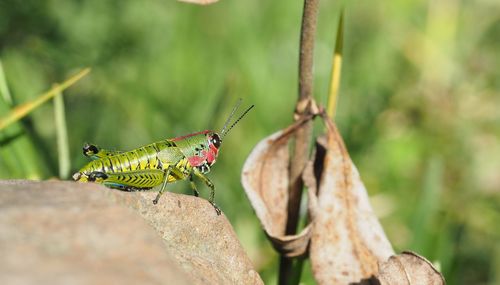 Close-up of insect on leaf