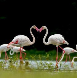 Greater flamingo