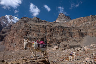 Panoramic view of horse on rock against sky
