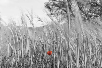 Close-up of wheat growing on field