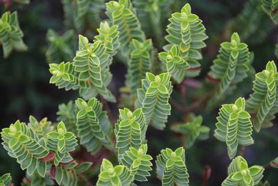 Close-up of fresh green leaves