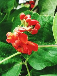 Close-up of red flower blooming outdoors