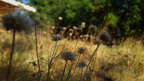 Close-up of thistle flowers
