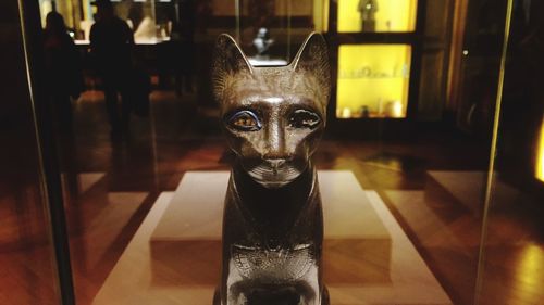 Close-up portrait of a cat