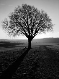 Bare trees on field