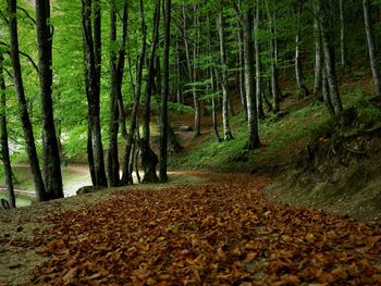 Footpath amidst trees in forest during autumn