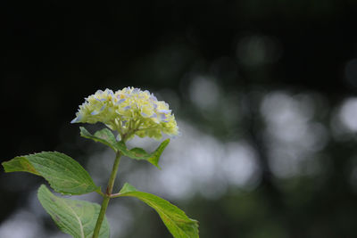 Close-up of white flowering plant