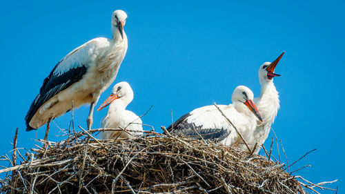 Low angle view of birds against clear sky