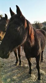 Horse standing in ranch