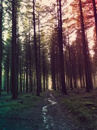 Road amidst trees in forest