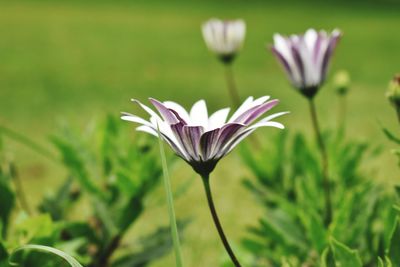 Close-up of purple flowering plant