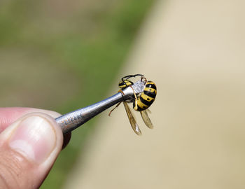 Cropped hand holding insect with tweezers