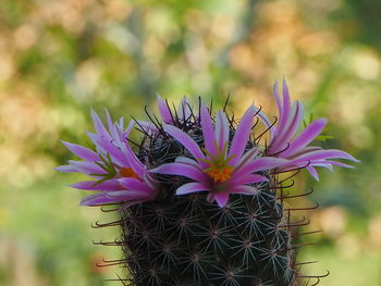 Close-up of purple cactus flower