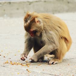 Monkey picking food while sitting on footpath