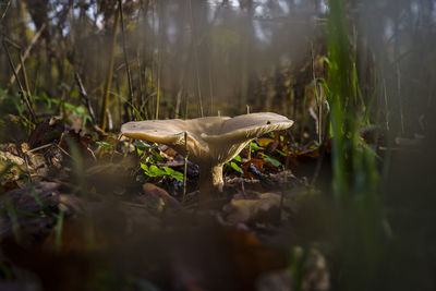 Close-up of mushroom growing on land