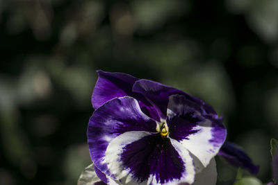 Close-up of purple flower blooming outdoors