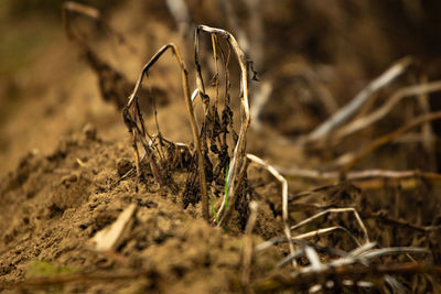 Close-up of dead plant on land