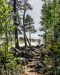 Trees in forest against sky