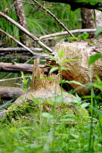 Close-up of plants