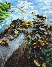 Rocks in sea