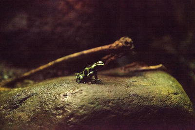 Close-up of ant on rock