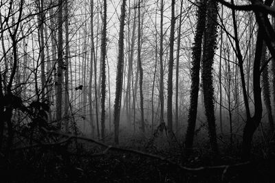 Bare trees in forest