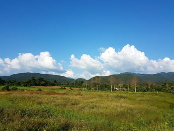 Scenic view of vineyard against blue sky