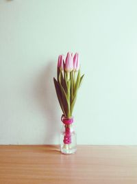 Pink tulips in vase on table against wall