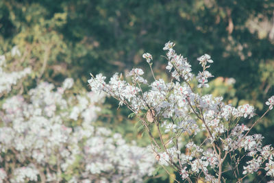 Close-up of cherry blossom tree