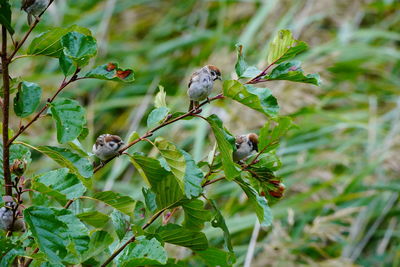 Close-up of bird perching on plant