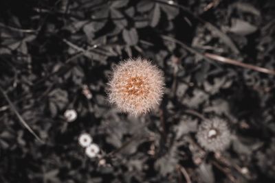 Close-up of dandelion flower