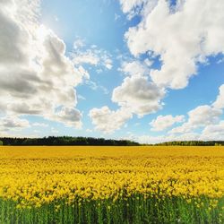 Scenic view of oilseed rape field against cloudy sky