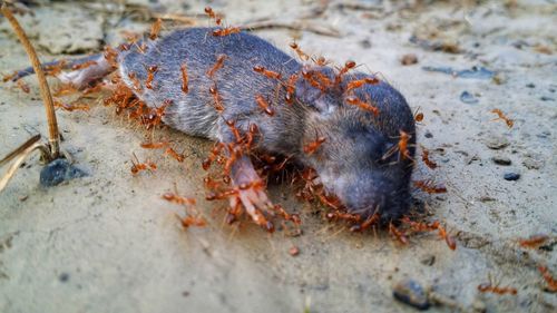 High angle view of dead rat on sand